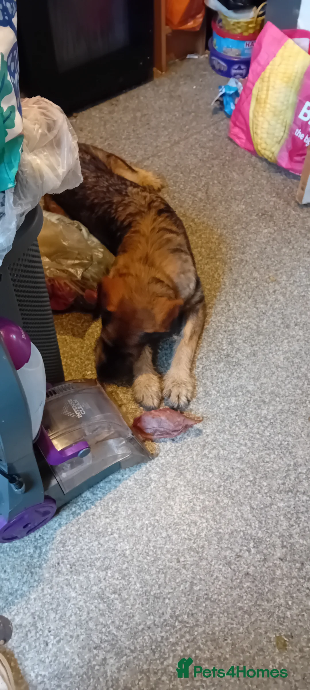 Mixed Breed dogs for sale: German shepherd cross sproodle  - Advert 4