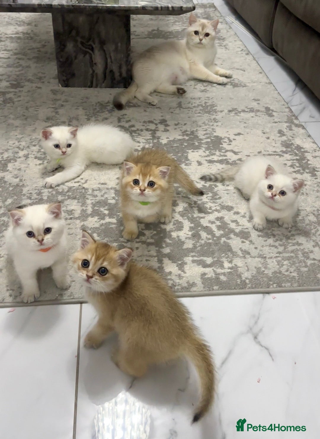 British Shorthair cats for sale: Fully pedigree kittens - Advert 18