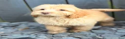 Cockapoo dogs for sale: Stunning F1 Cockerpoos🧸 - Advert 8