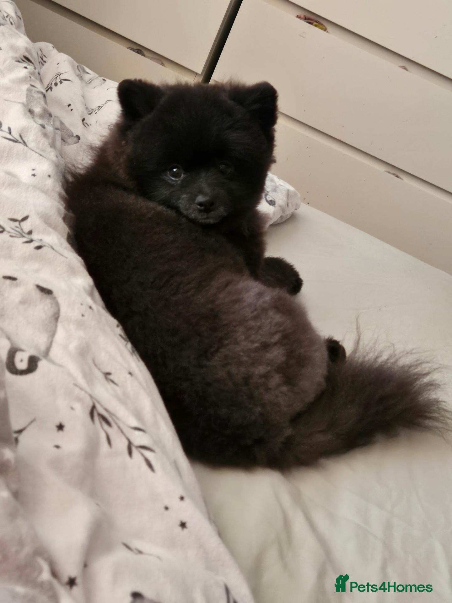 Pomchi dogs POMCHI BABYS 🩷 - Advert 3