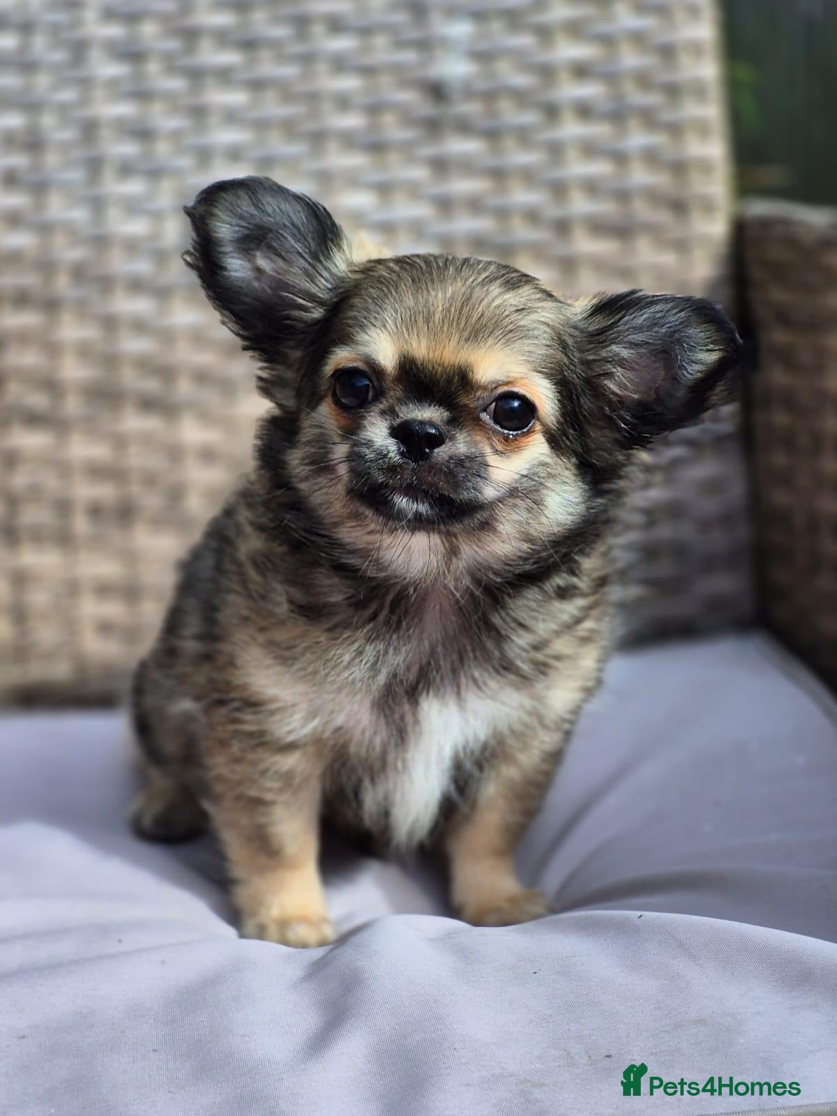 Chihuahua dogs Amazing Tiny Longcoat Chihuahua Puppies - Advert 4
