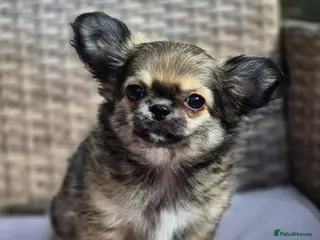 Chihuahua dogs Amazing Tiny Longcoat Chihuahua Puppies - Advert 4