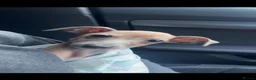 Italian Greyhound dogs for sale: 10 week old male Italian Greyhound - Advert 6
