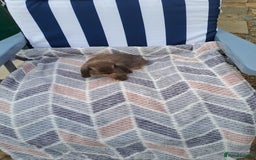 Mini Lop rabbits for sale: Mini lops boys ready to leave  - Image 13