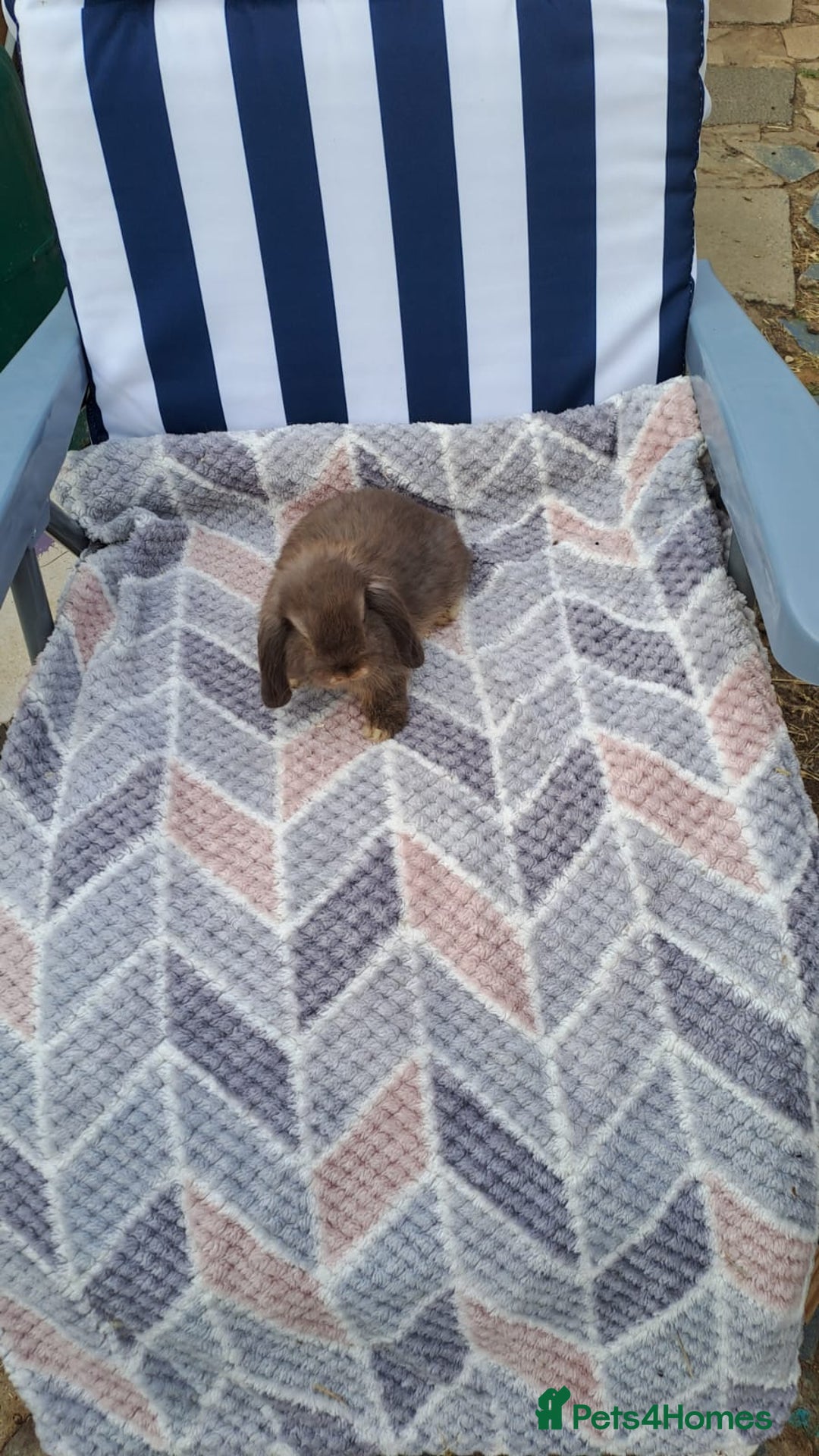 Mini Lop rabbits for sale: Mini lops boys ready to leave  - Image 13