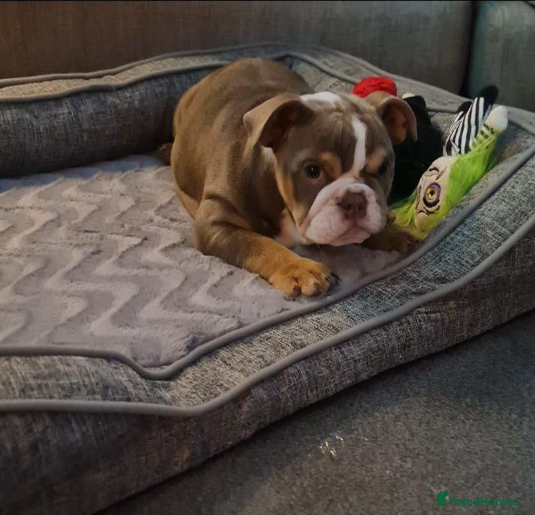 English Bulldog dogs for sale: Beautiful Female puppy Bulldog - Advert 3