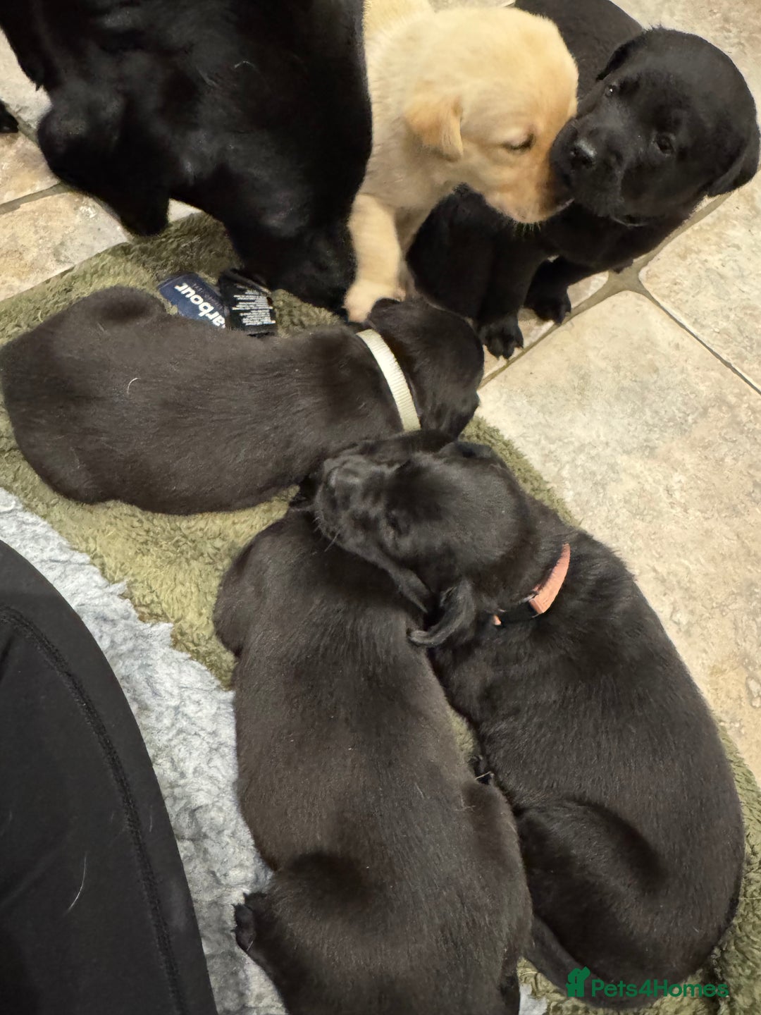 Labrador Retriever dogs for sale: KC Reg Health Tested Working Labradors - Image 24