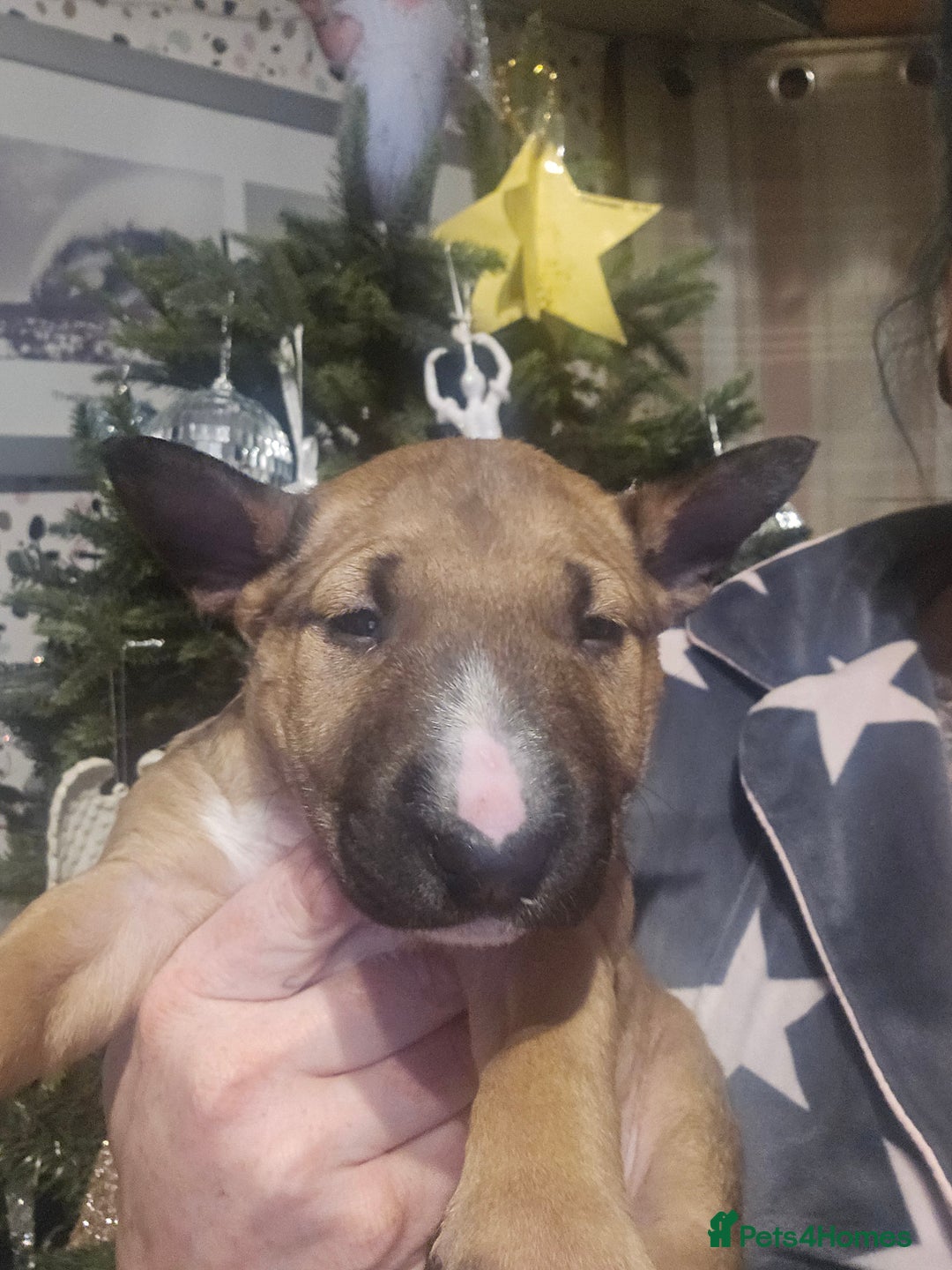 English Bull Terrier dogs for sale: Top Quality KC English Bull Terrier Puppies - Advert 10