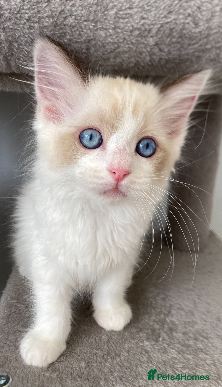 Ragdoll cats 💙1 Boy Left!💙TICA REGISTERED PUREBRED RAGDOLL🐾  - Advert 13