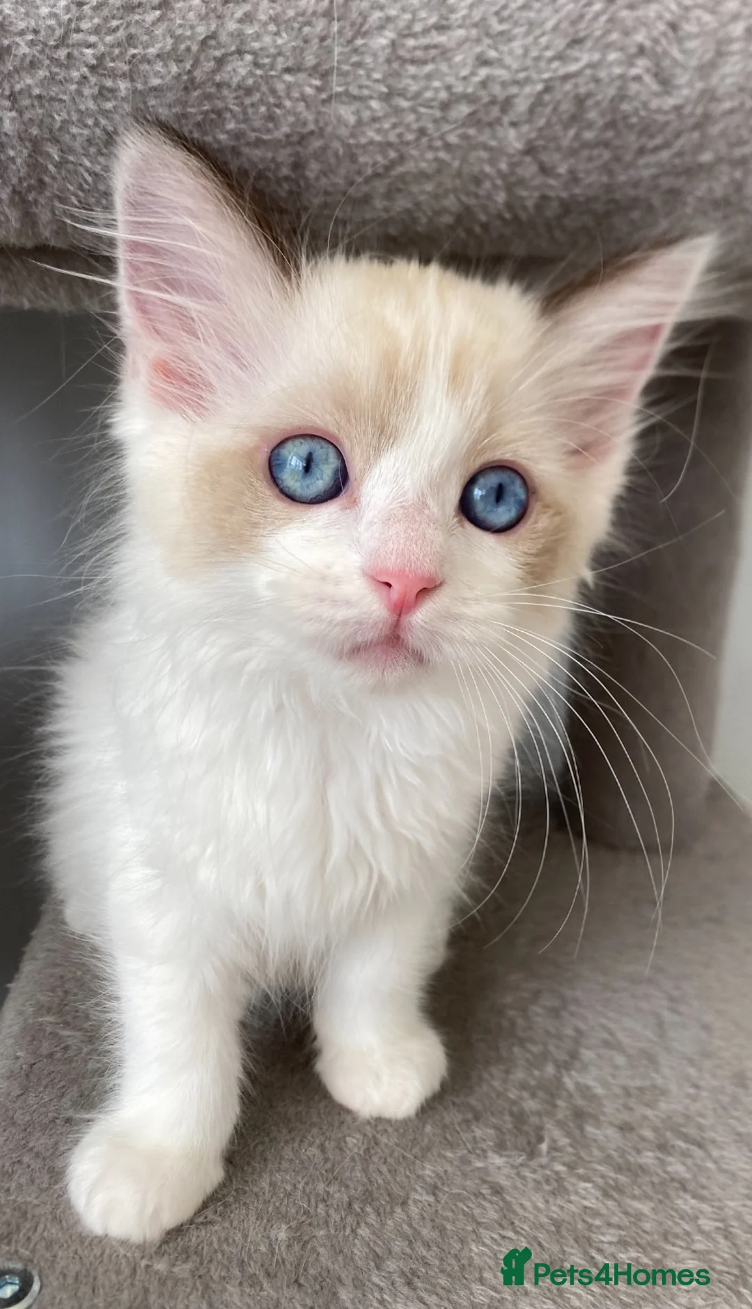 Ragdoll cats for sale:  (1 boy left) TICA REGISTERED, PUREBRED RAGDOLLS - Advert 1
