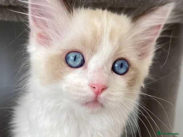 Ragdoll cats for sale: (1 boy left) TICA REGISTERED, PUREBRED RAGDOLLS - Advert 10