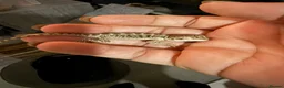 Bearded Dragon reptiles for sale: Baby Bearded Dragons  in Didcot - Advert 14
