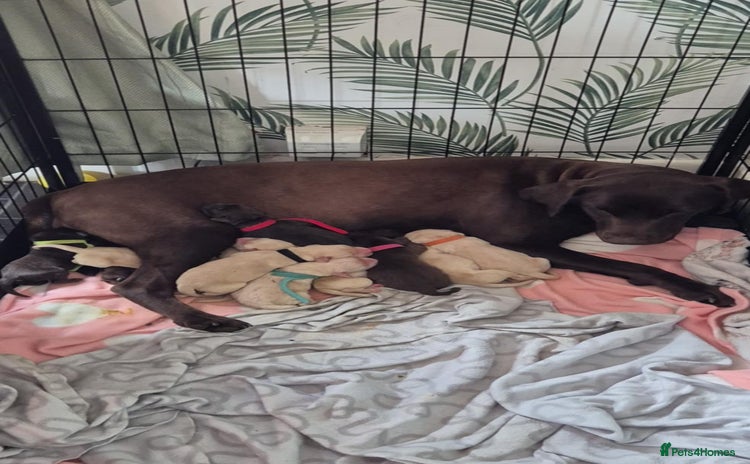 Labrador Retriever dogs - Advert 12