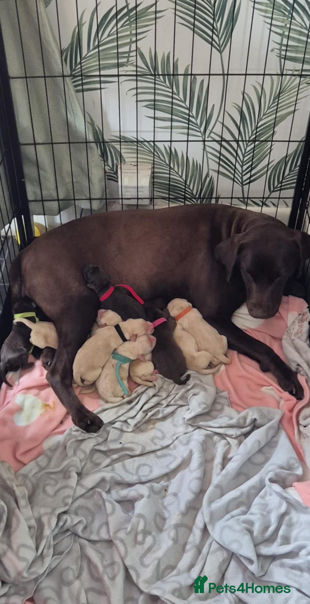 Labrador Retriever dogs for sale: Chunky Labrador retriever pups for sale - Image 1