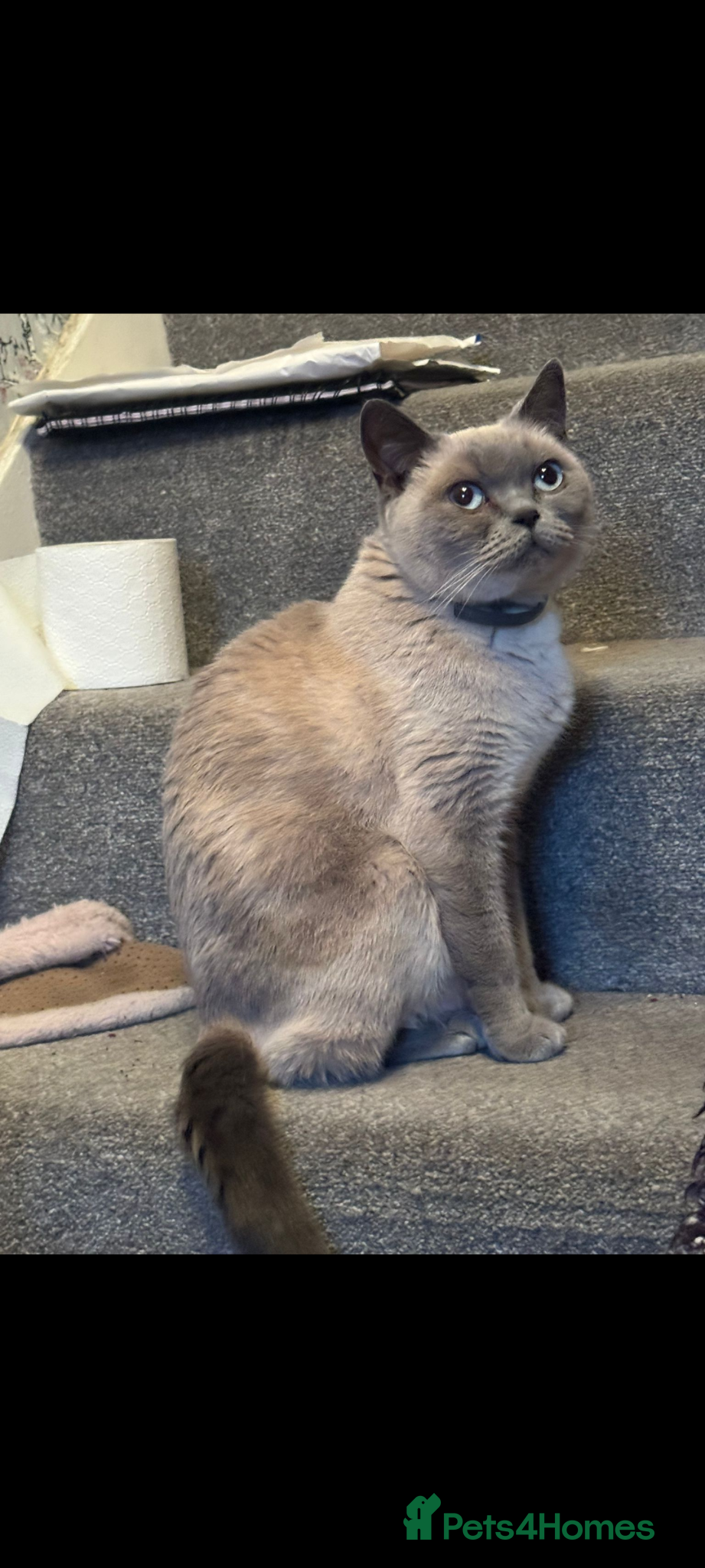 British Shorthair cats Fully vaccs British shorthair kittens.Ready now - Advert 6