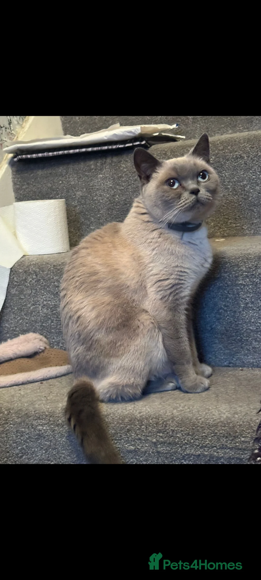 British Shorthair cats for sale: Fully vaccs British shorthair kittens.Ready now - Advert 1