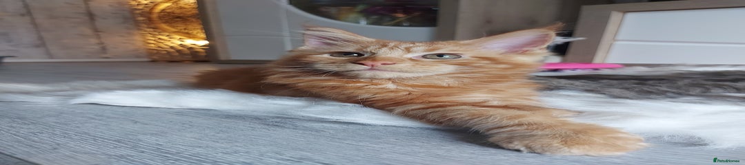 Maine Coon Kitten 1