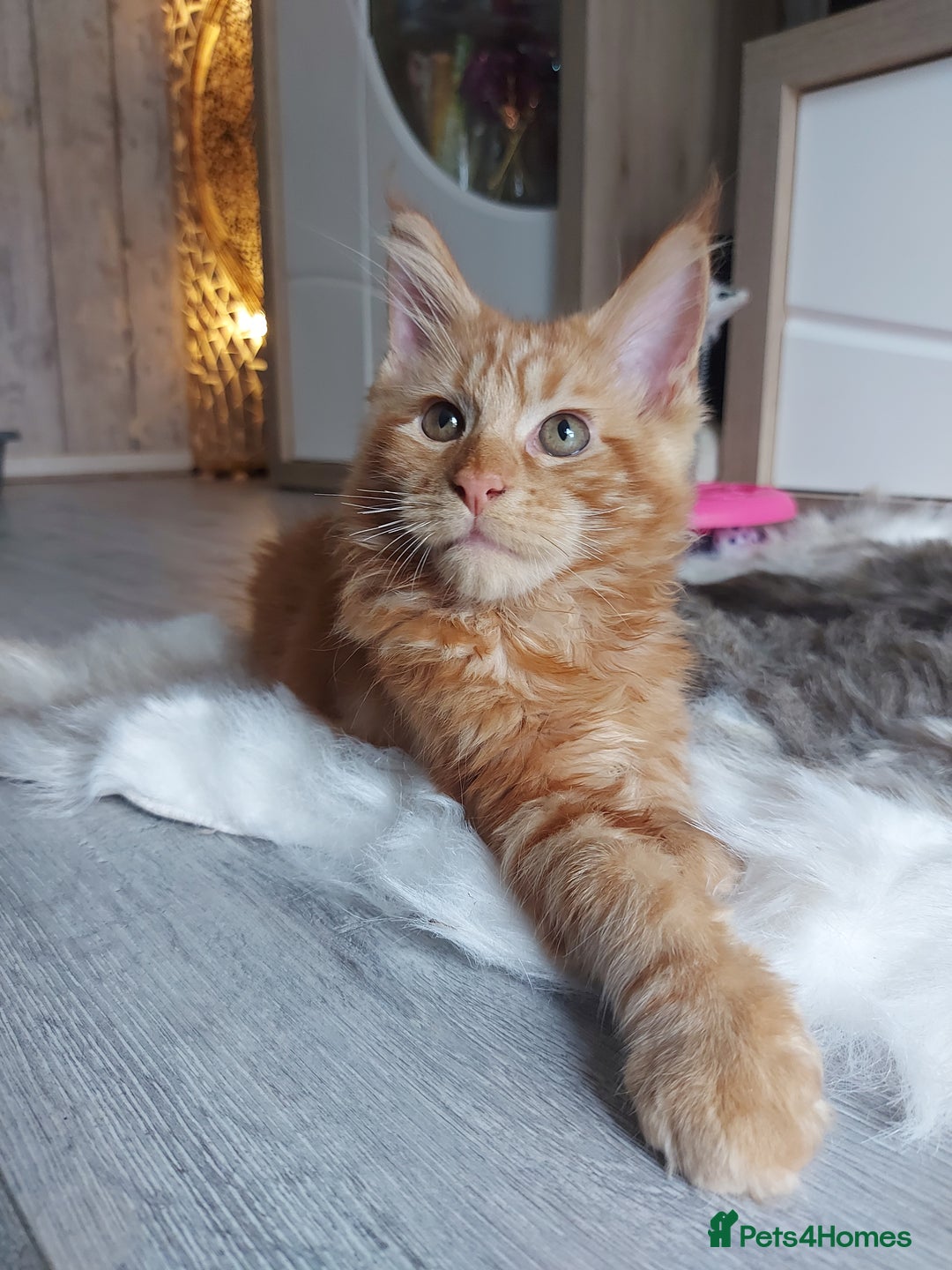 Maine Coon cats for sale: Beautiful XXL Maine-coon kittens 😸 ♥️  - Image 3