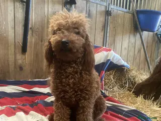Miniature Poodle dogs KC reg. red miniature poodle stud - Advert 1