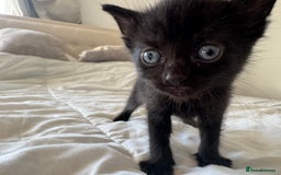 Mixed Breed cats for sale: 3x black kittens for sale  - Image 9