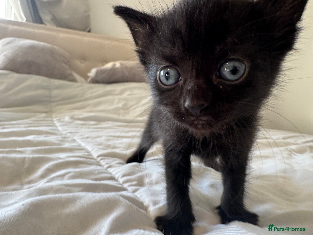 Mixed Breed cats for sale: 3x black kittens for sale  - Image 9