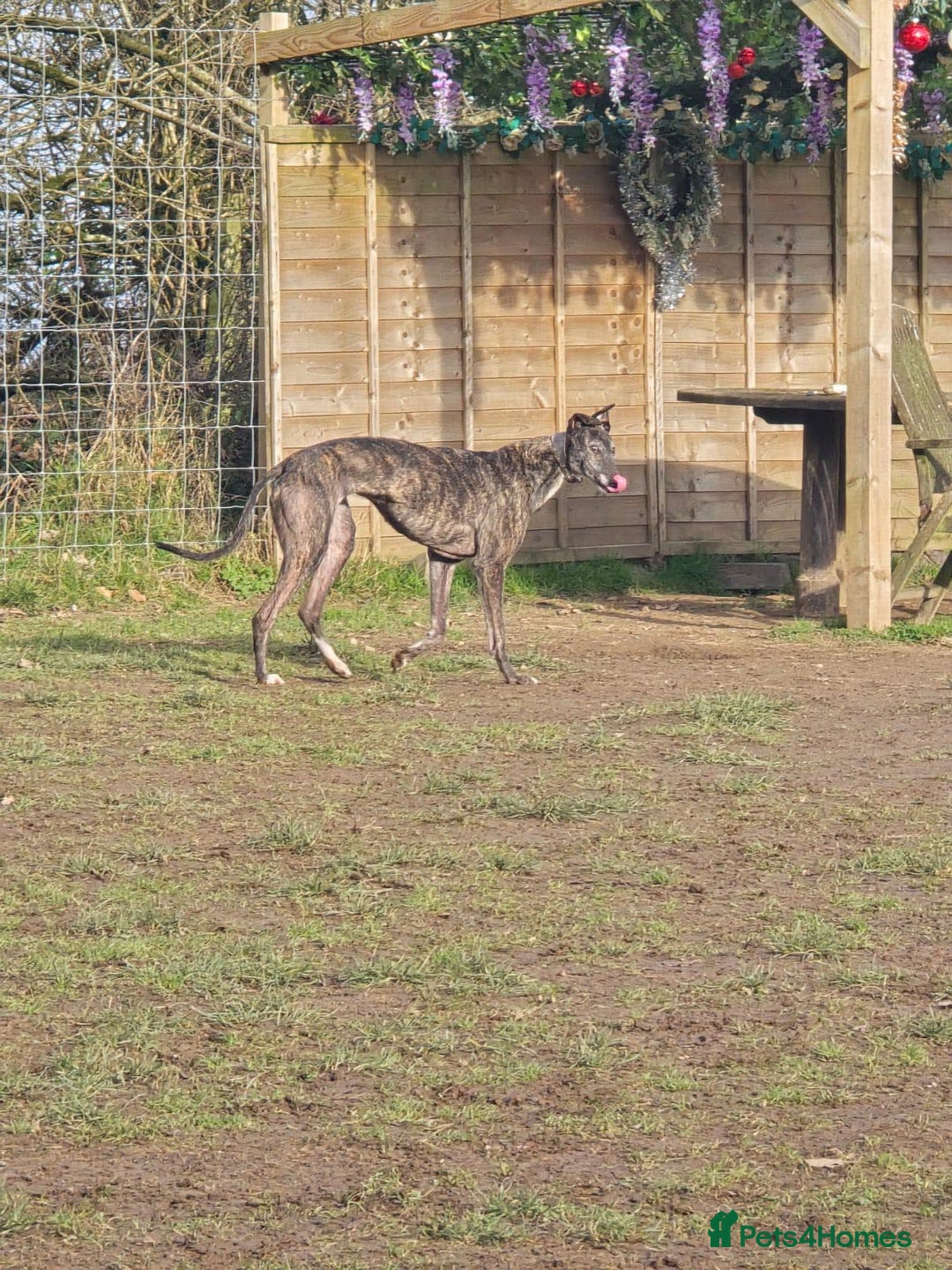 Greyhound dogs for adoption: 🐾 Meet Cass – Bursting with Character 🐾 - Advert 2