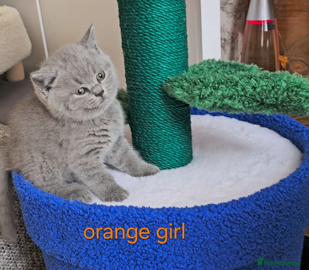 British Shorthair cats for sale: British Shorthair kitten - Advert 2
