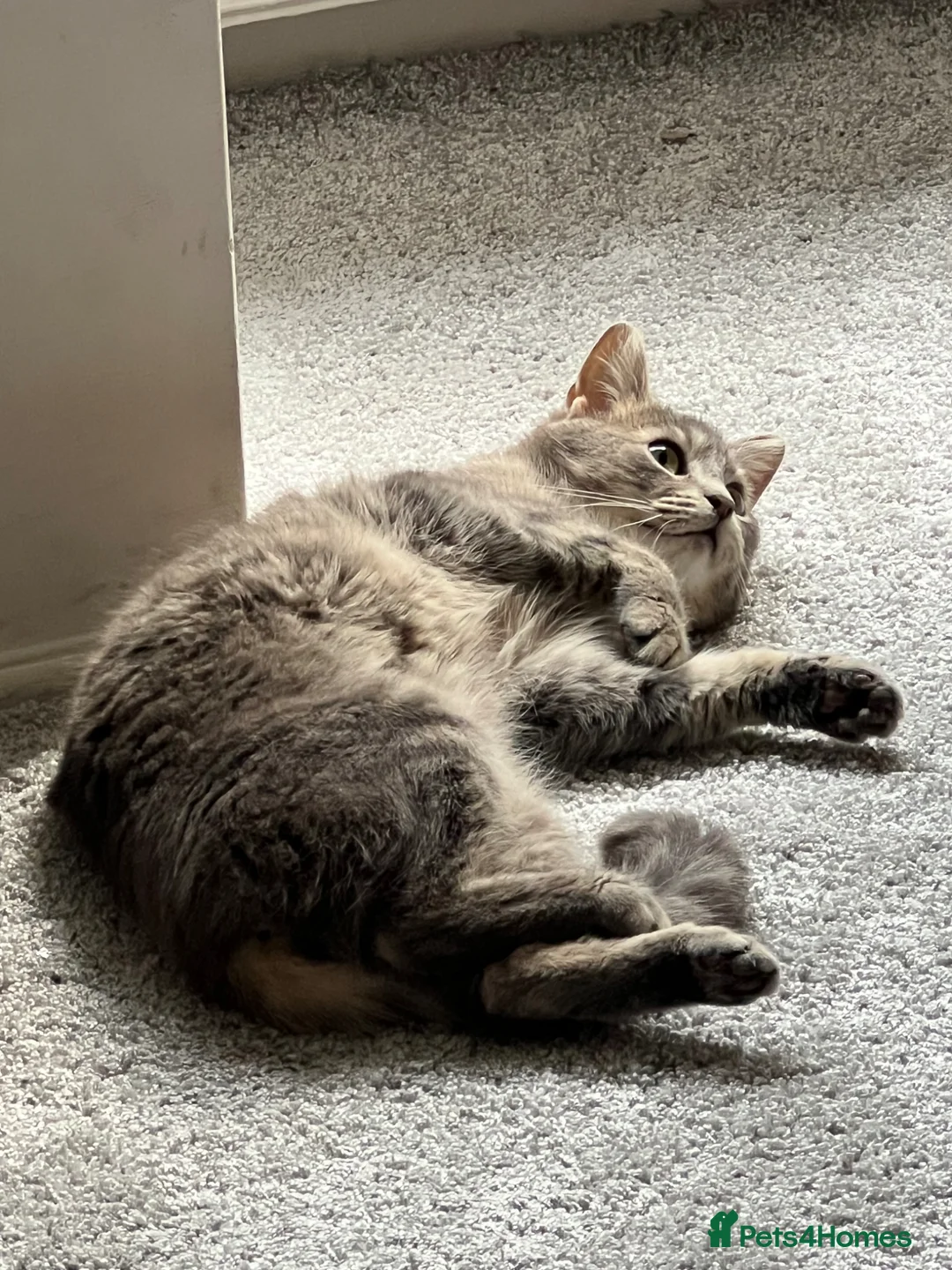 American Shorthair cats for stud: Beautiful Female Cat - Stud Grantham  - Advert 3