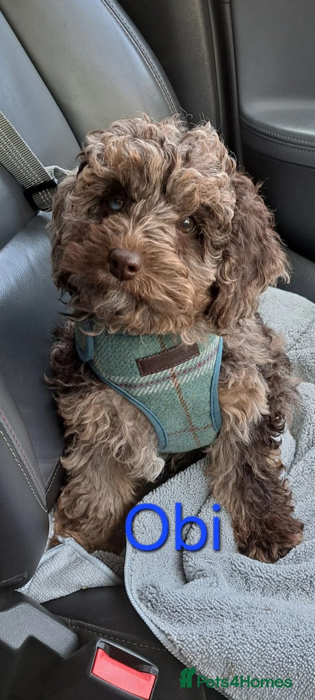 Cockapoo dogs for stud: F1b Cockapoo stud chocolate merle DNA tested  - Advert 25