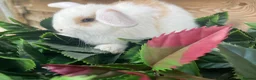 Mini Lion Lop rabbits for sale: Gorgeous Mini lion lops  - Advert 10