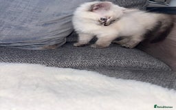Ragdoll cats for sale: Ragdoll X bengals  - Image 2