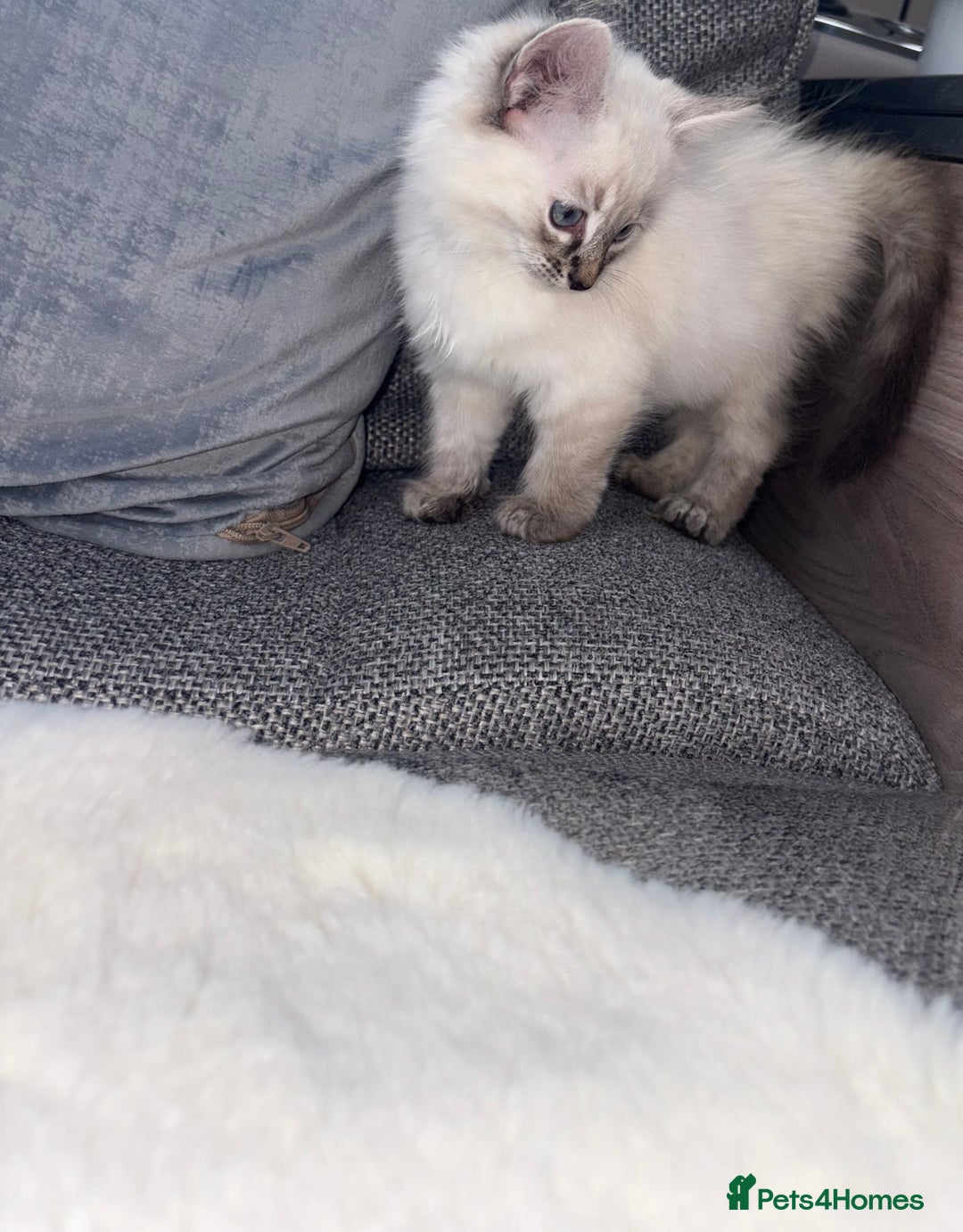 Ragdoll cats for sale: Ragdoll X bengals  - Image 2