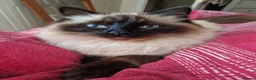 Ragdoll cats for sale: Pure-bred Ragdoll kittens in Gunnislake - Advert 2