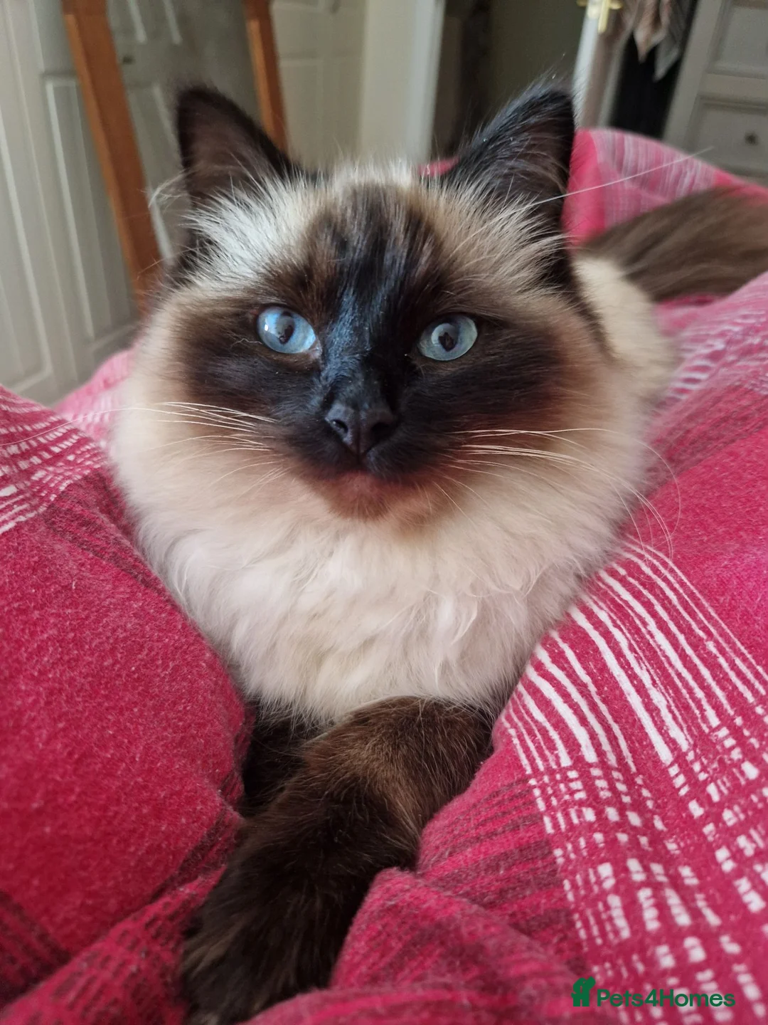 Ragdoll cats for sale: Pure-bred Ragdoll kittens in Gunnislake - Advert 2