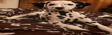 Dalmatian Puppy 5