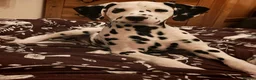 Dalmatian dogs for sale: Ready now - fully vaccinated, Champion bred - Advert 29