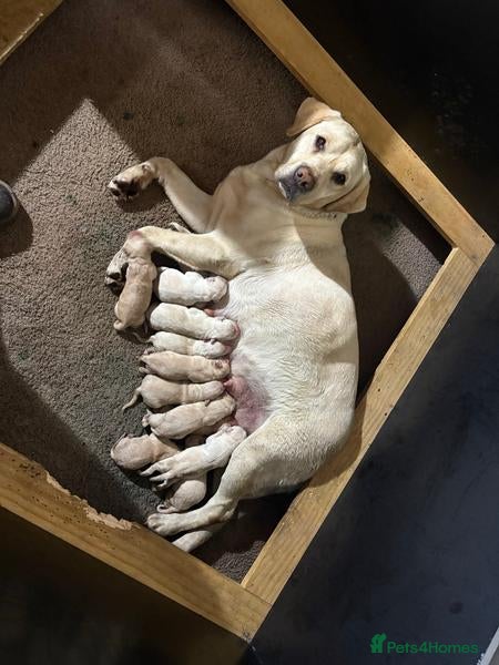 Labrador Retriever dogs for sale: Smooth transition labrador retriever - Advert 2
