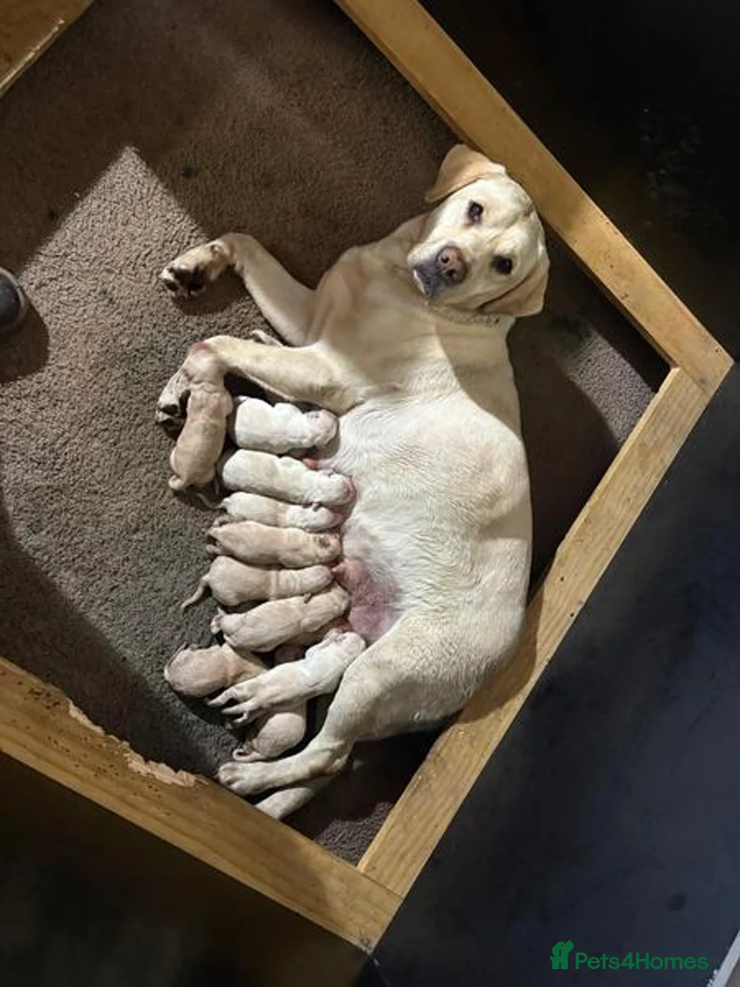 Labrador Retriever dogs for sale: Smooth transition labrador retriever - Advert 1