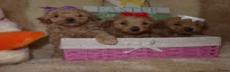 Maltipoo dogs for sale: Beautiful girl Maltipoo puppy’s 🐶  - Advert 25