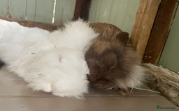 Lionhead rabbits for sale: 2 bonded rabbits  - Image 7