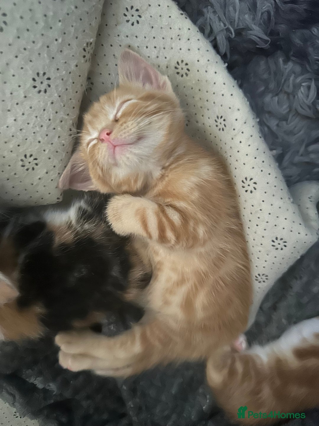 Mixed Breed cats for sale: Gorgeous Ginger & White  - Image 7