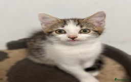 Mixed Breed cats for sale: Gorgeous Tabby & White Kitten - Image 2