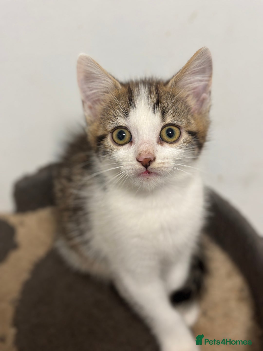 Mixed Breed cats for sale: Gorgeous Tabby & White Kitten - Image 2