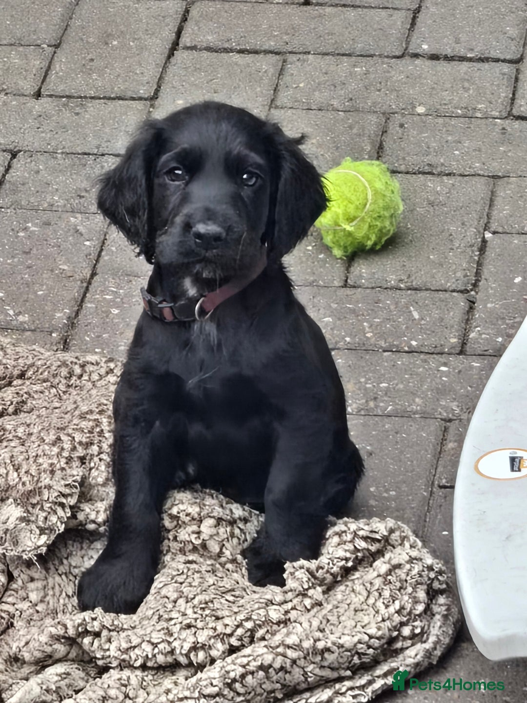 Cocker Spaniel dogs for sale: Mr Mark Hulme in Sandbach - Image 3