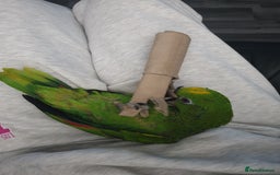Parrots birds for sale: Amazon parrot for sale  - Image 15