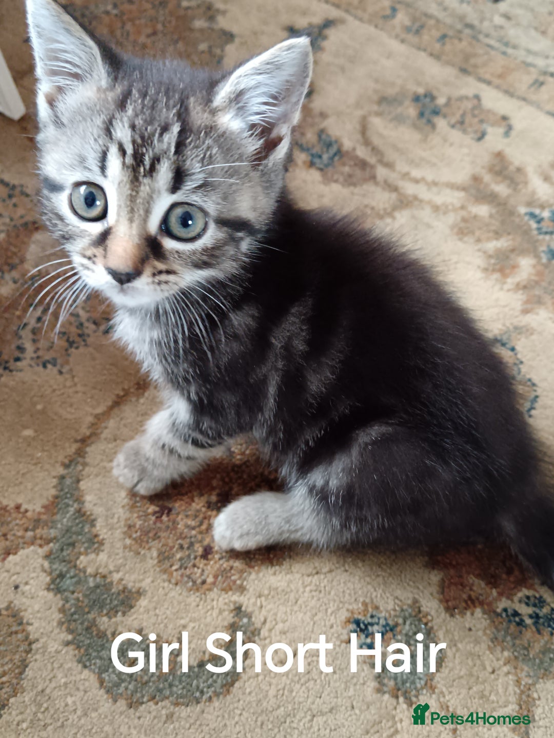 Mixed Breed cats for sale: Kittens Long Hair and Short Hair - Image 6