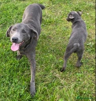 Labrador Retriever dogs - Advert 1