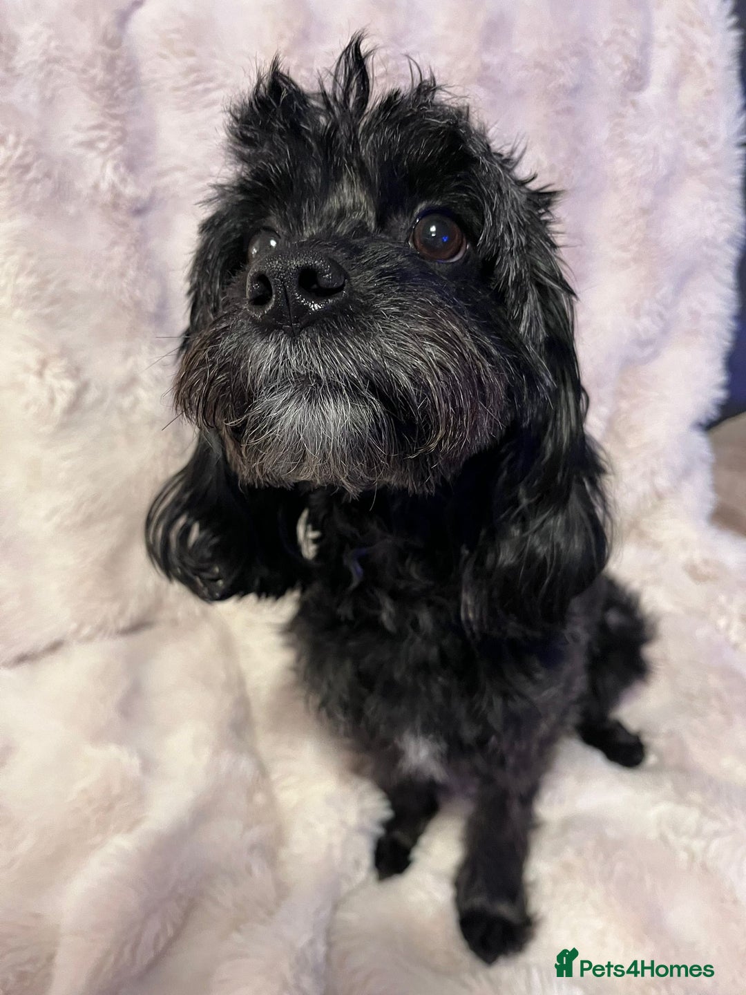 Cavapoo dogs for sale: Beautiful F1B REVERSE Cavapoos - Advert 2