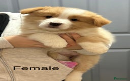 Border Collie dogs for sale: Quality Show Line KC Border Collie Champion🩸🧬 - Image 2