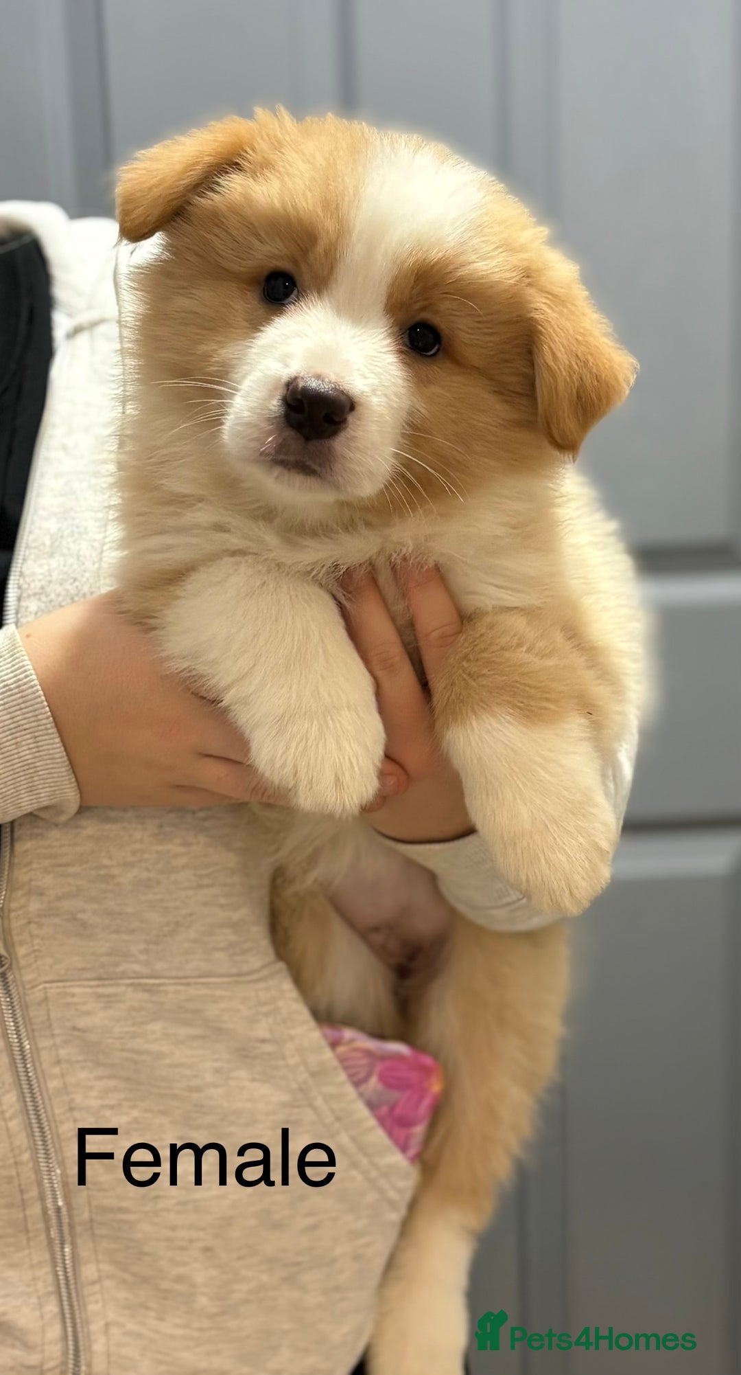 Border Collie dogs for sale: Quality Show Line KC Border Collie Champion🩸🧬 - Image 2